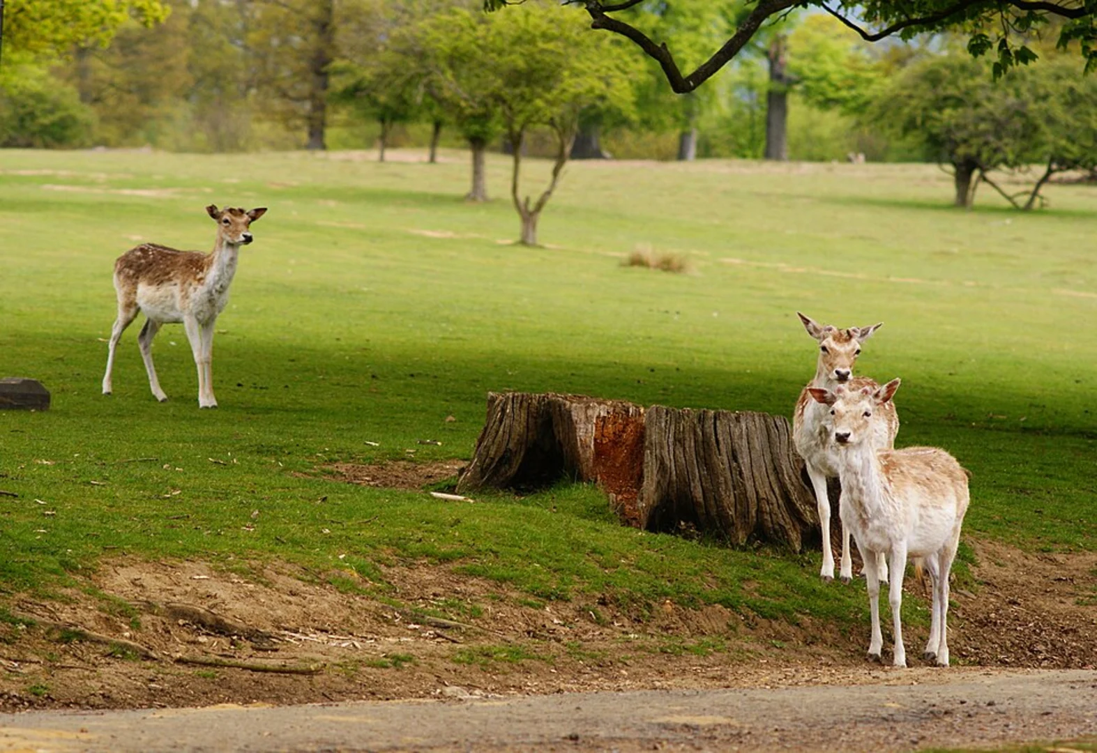 An image depicting the trail Knole Park Loop and its surrounding area.