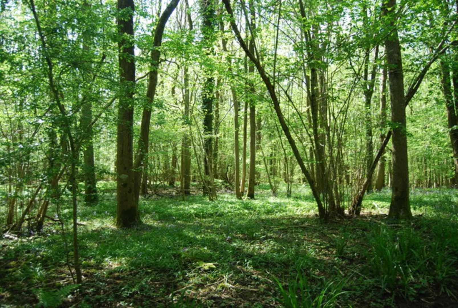 An image depicting the trail Birches Wood, Gilridge Wood and Dairy Wood Loop - Dormansland and its surrounding area.