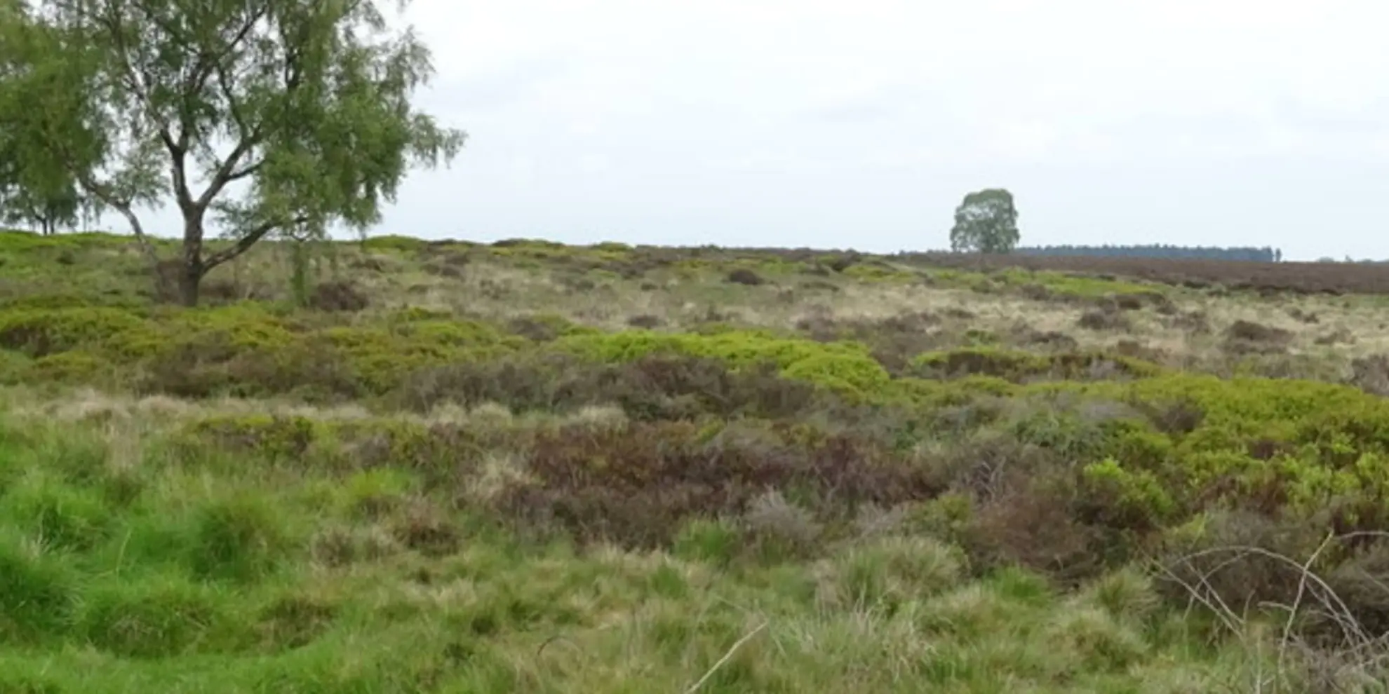 An image depicting the trail Highlights of Cannock Chase from Marquis Drive and its surrounding area.