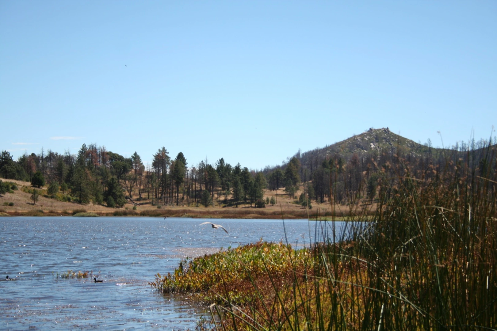 An image depicting the trail Cuyamaca Lake Short Loop and its surrounding area.