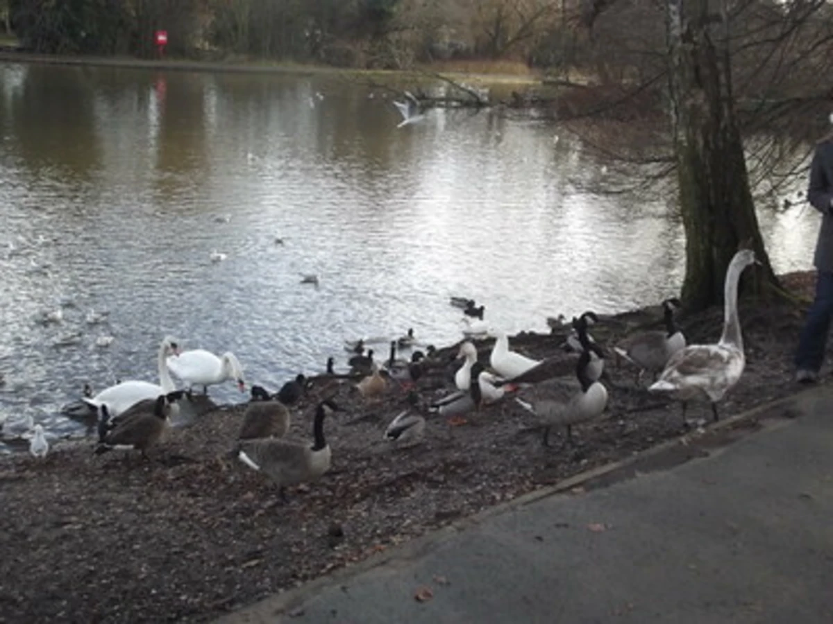 Mill Pool and Trittiford Park Walk