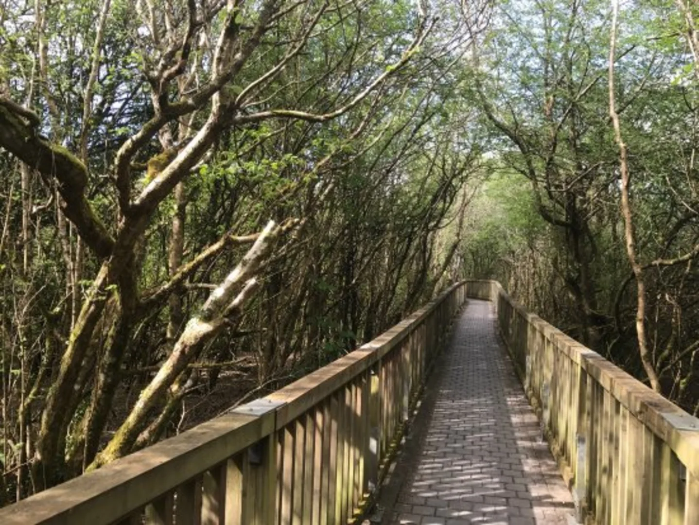 An image depicting the trail Tory Hill - Frochans Loop and its surrounding area.