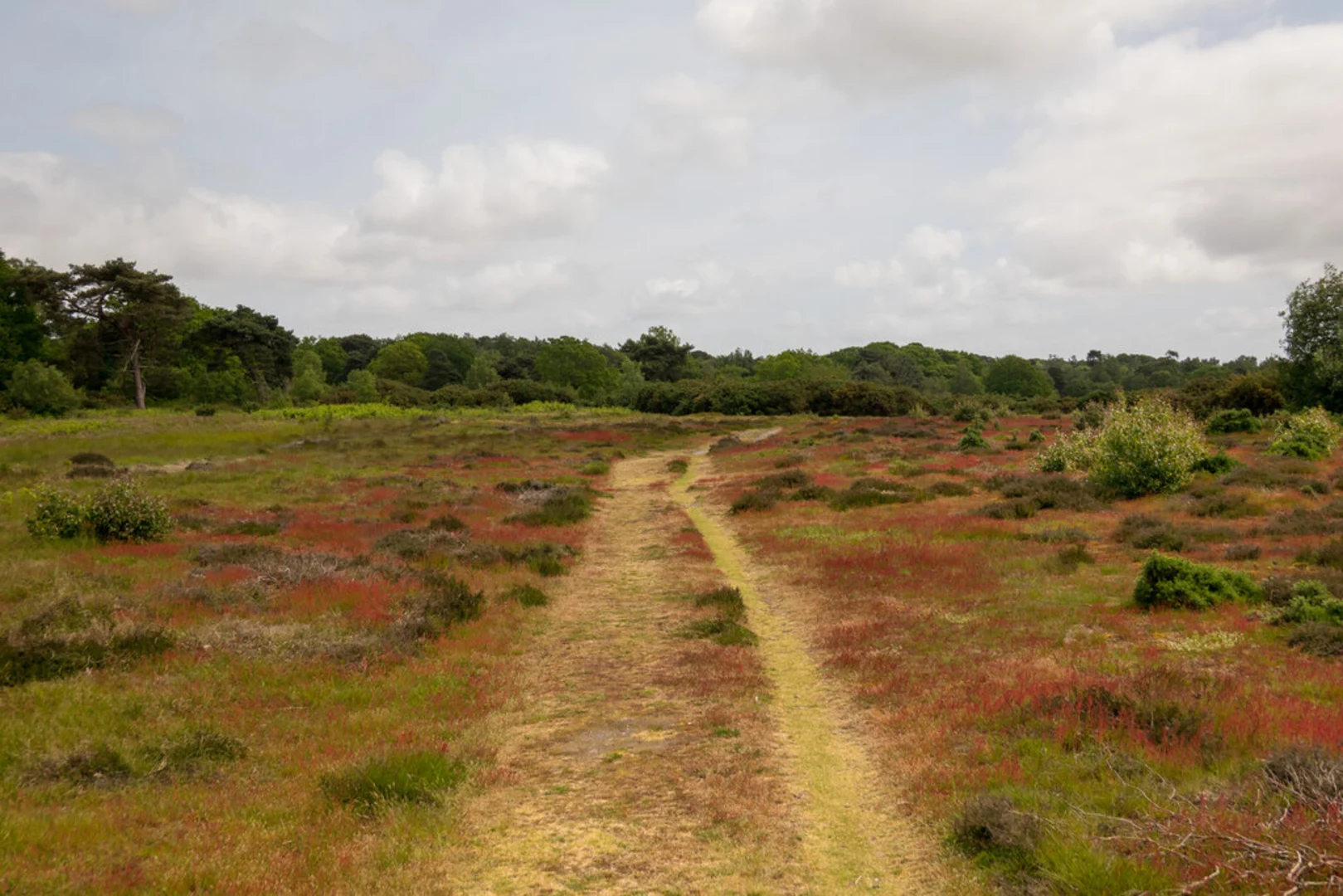 An image depicting the trail Snape to Aldeburgh Walk and its surrounding area.