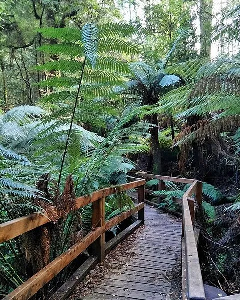 Wirrawill Myrtle Gully Tanglefoot Track