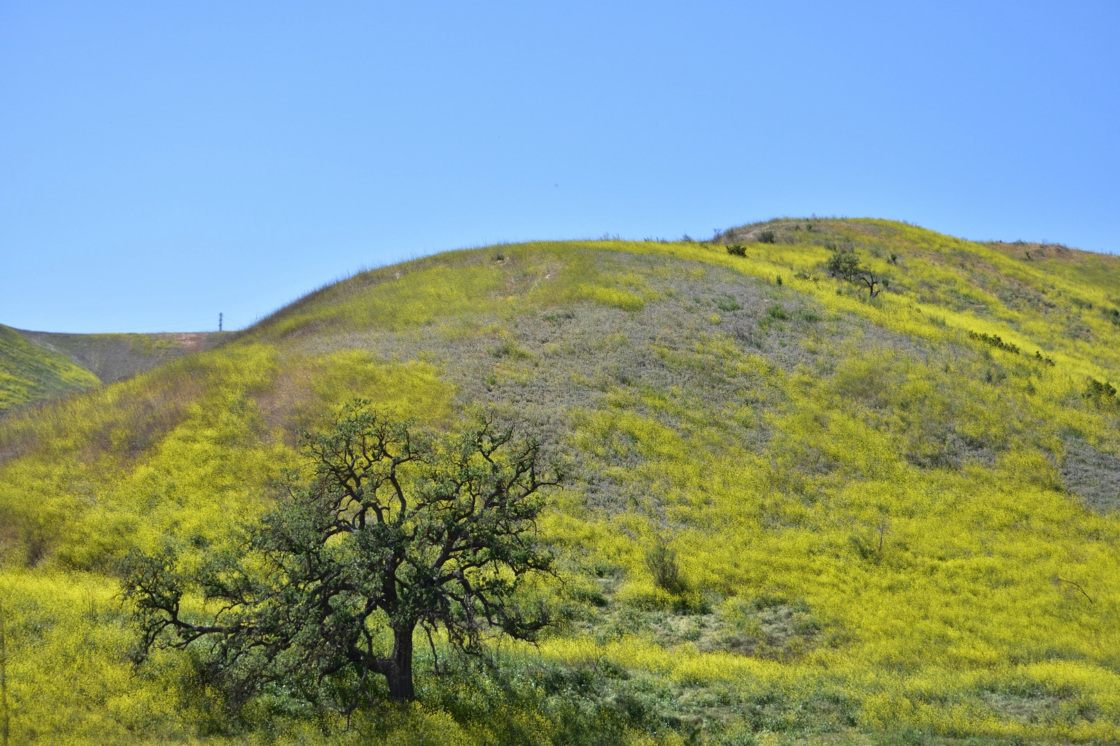 An image depicting the trail Ahmanson Ranch House and Mary Wiesbrock Loop Trail and its surrounding area.