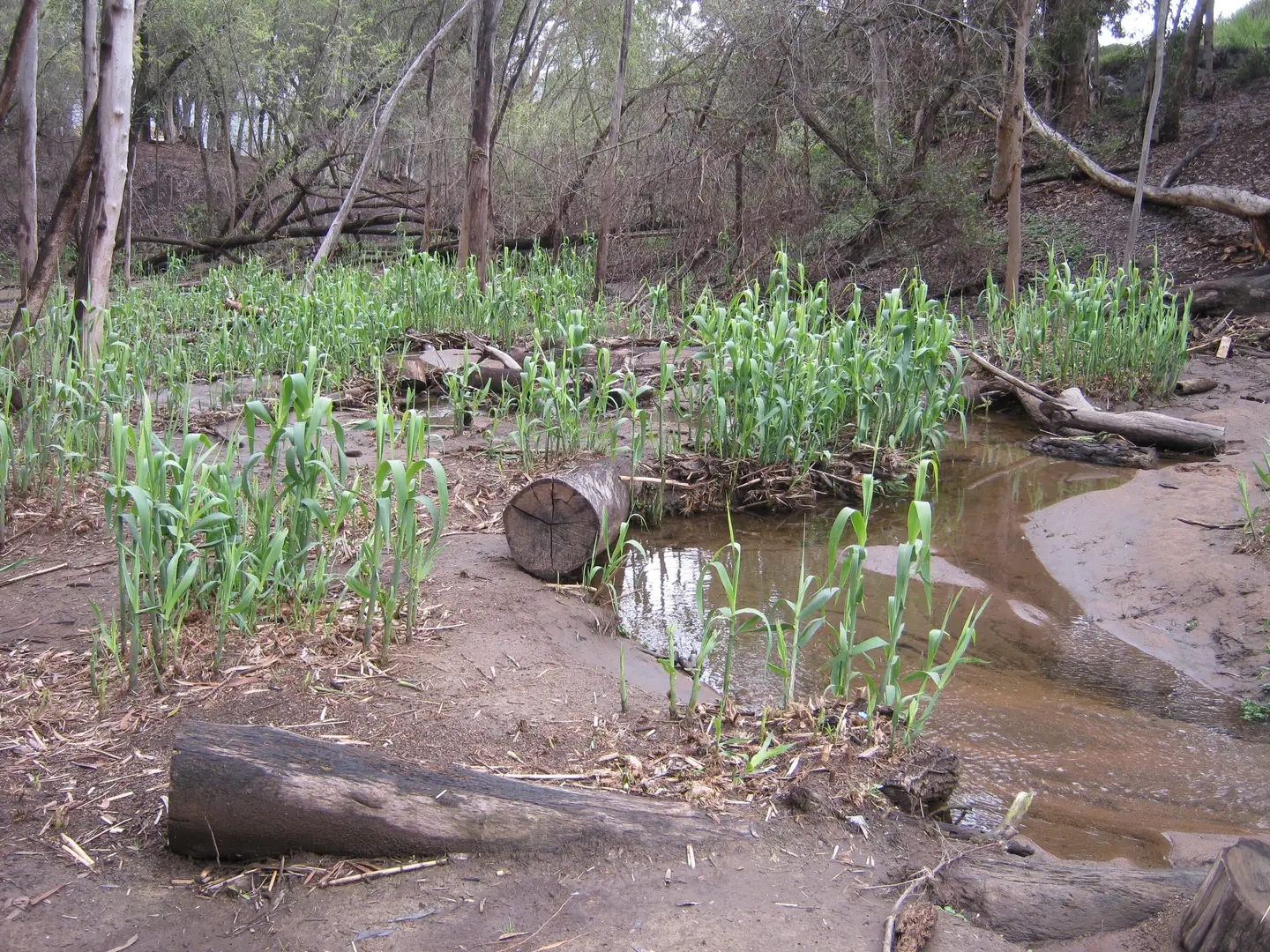 An image depicting the trail Damon Lane County Park and its surrounding area.