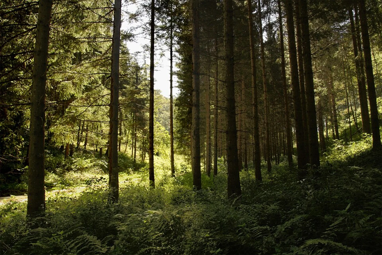 An image depicting the trail Weidacher Huette Loop and its surrounding area.
