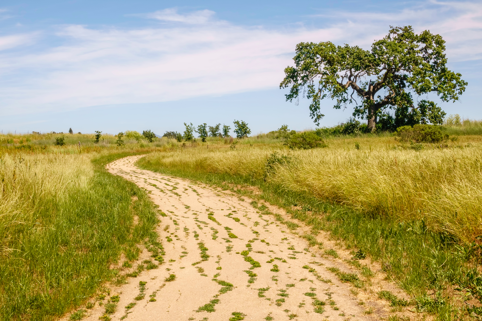 An image depicting the trail Laguna Youth Park Loop and its surrounding area.