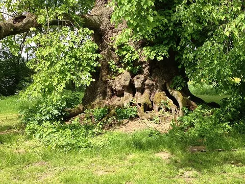 Födroas Katzing Loop