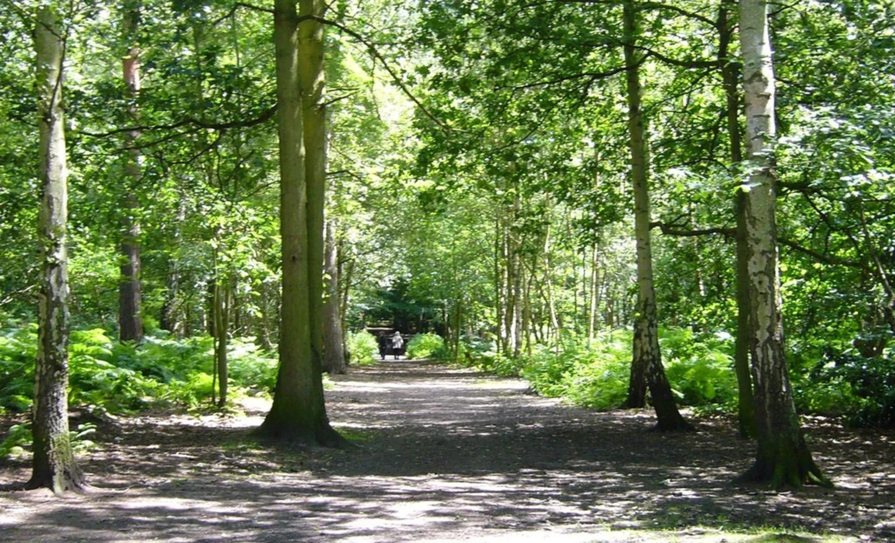 An image depicting the trail Thorndon Country Park and its surrounding area.