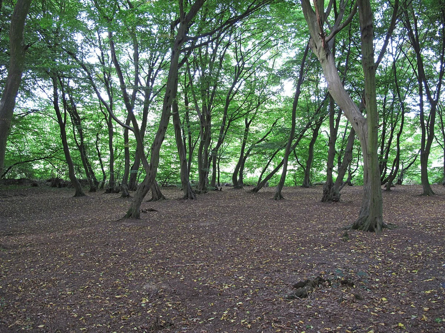 An image depicting the trail Slaidburn Loop - West and its surrounding area.