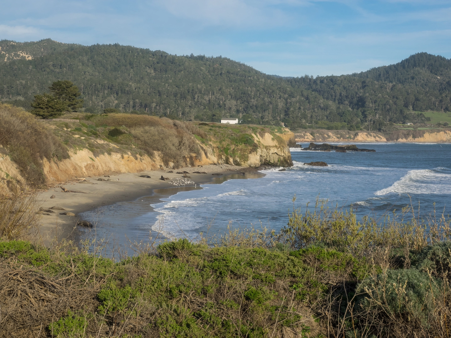 An image depicting the trail Año Nuevo Point Trail and its surrounding area.