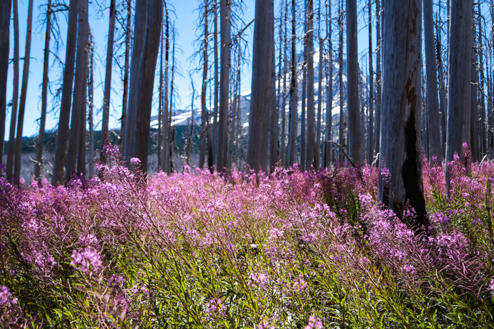 An image depicting the trail Vista Ridge Trail and its surrounding area.