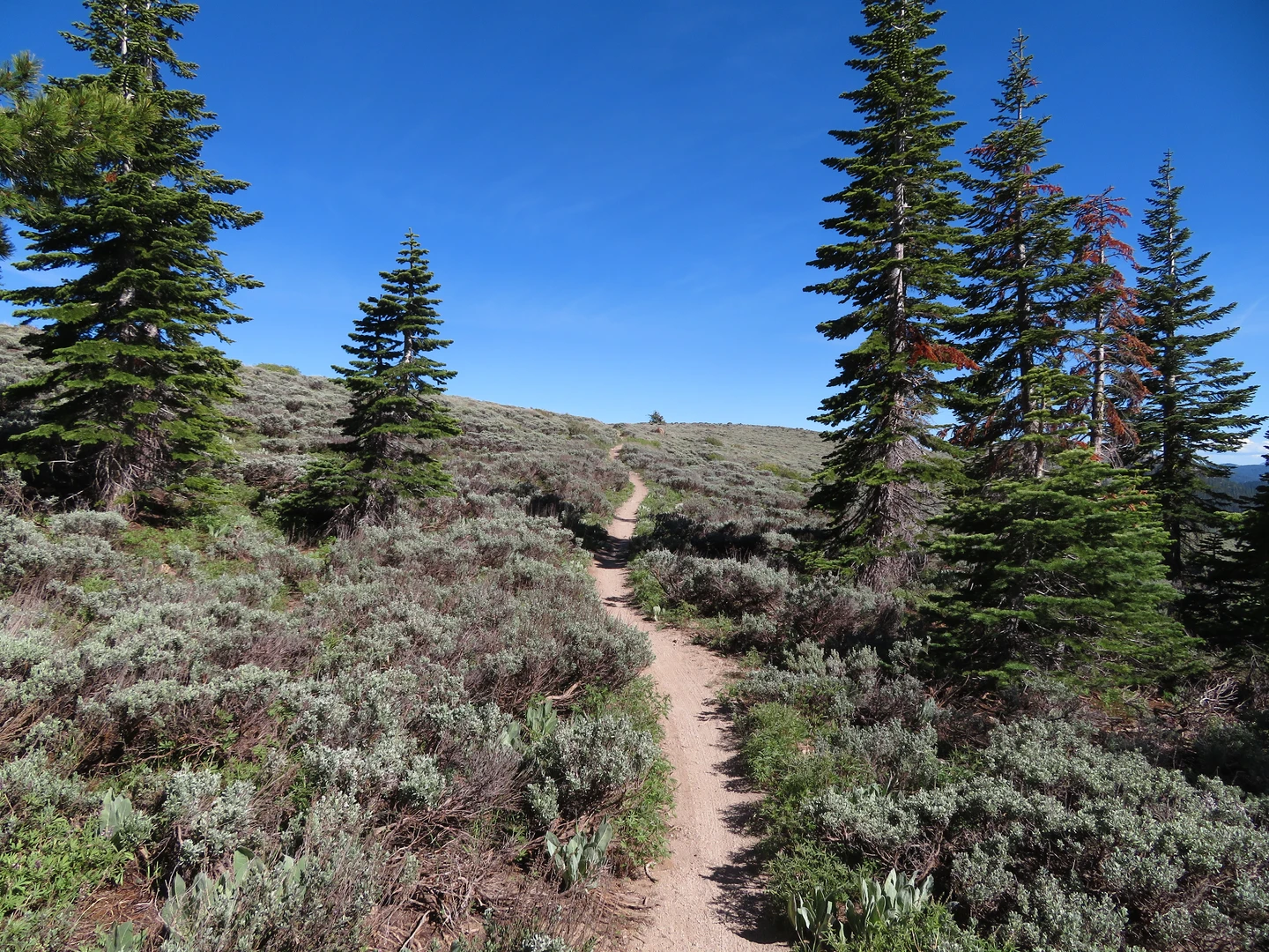 An image depicting the trail Western State Tahoe Rim Connector Trail and its surrounding area.