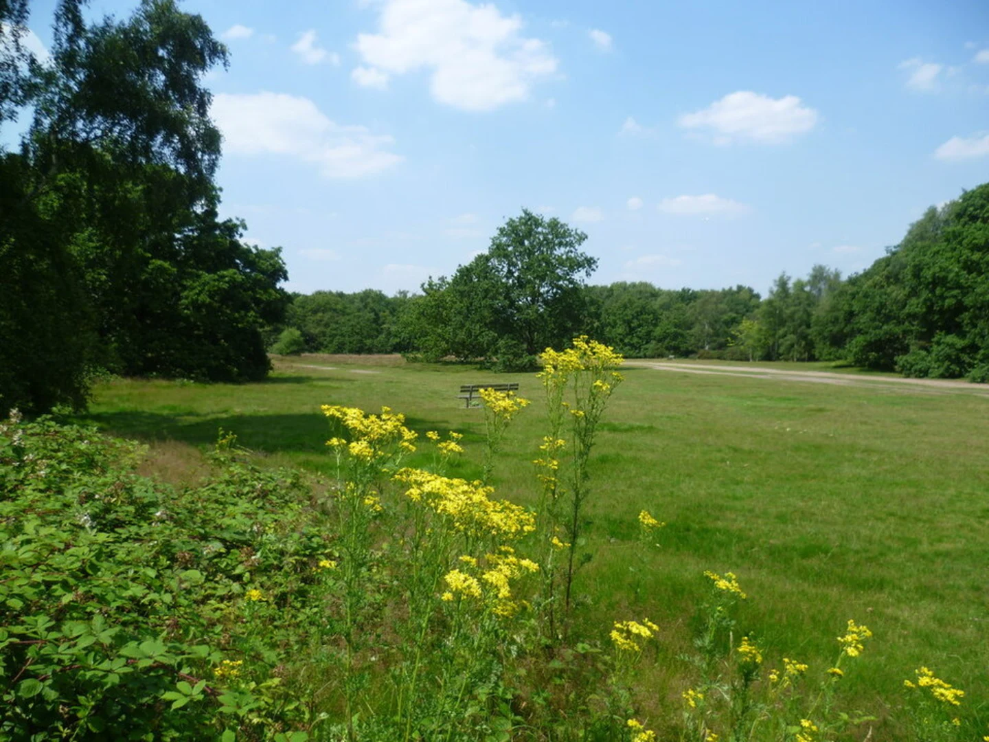 An image depicting the trail Wimbledon Common and its surrounding area.