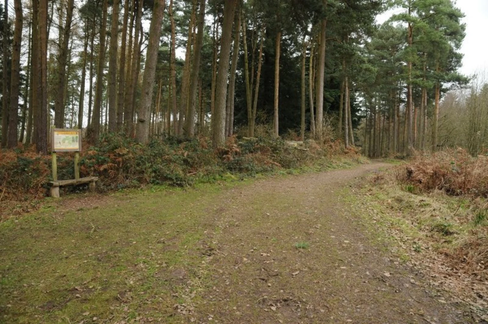 An image depicting the trail Chaddesley Wood Loop and its surrounding area.