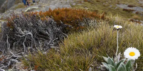 An image depicting the trail Cobb Valley Track to Fenella Hut and its surrounding area.
