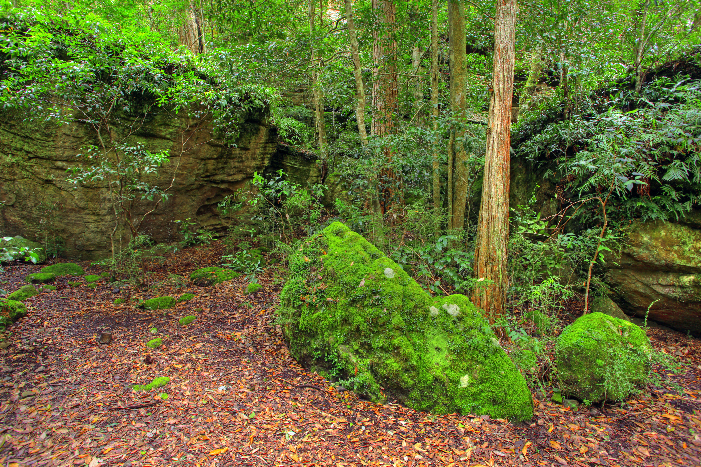 An image depicting the trail Budawang National Park and its surrounding area.