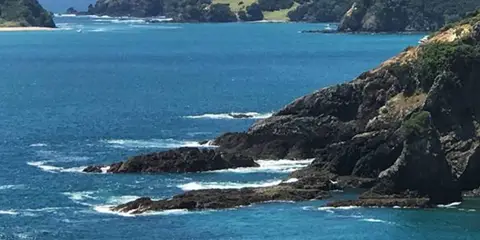 An image depicting the trail Moturua Island Track and its surrounding area.