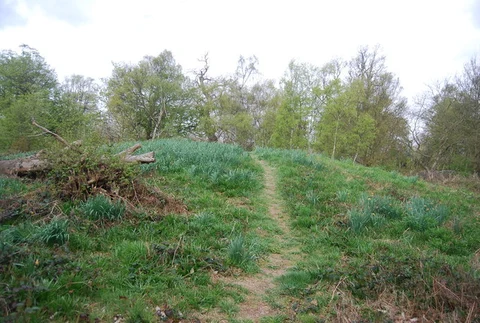 An image depicting the trail Great Wood, Randall Wood, Shorne Wood and Cobhambury Wood and its surrounding area.