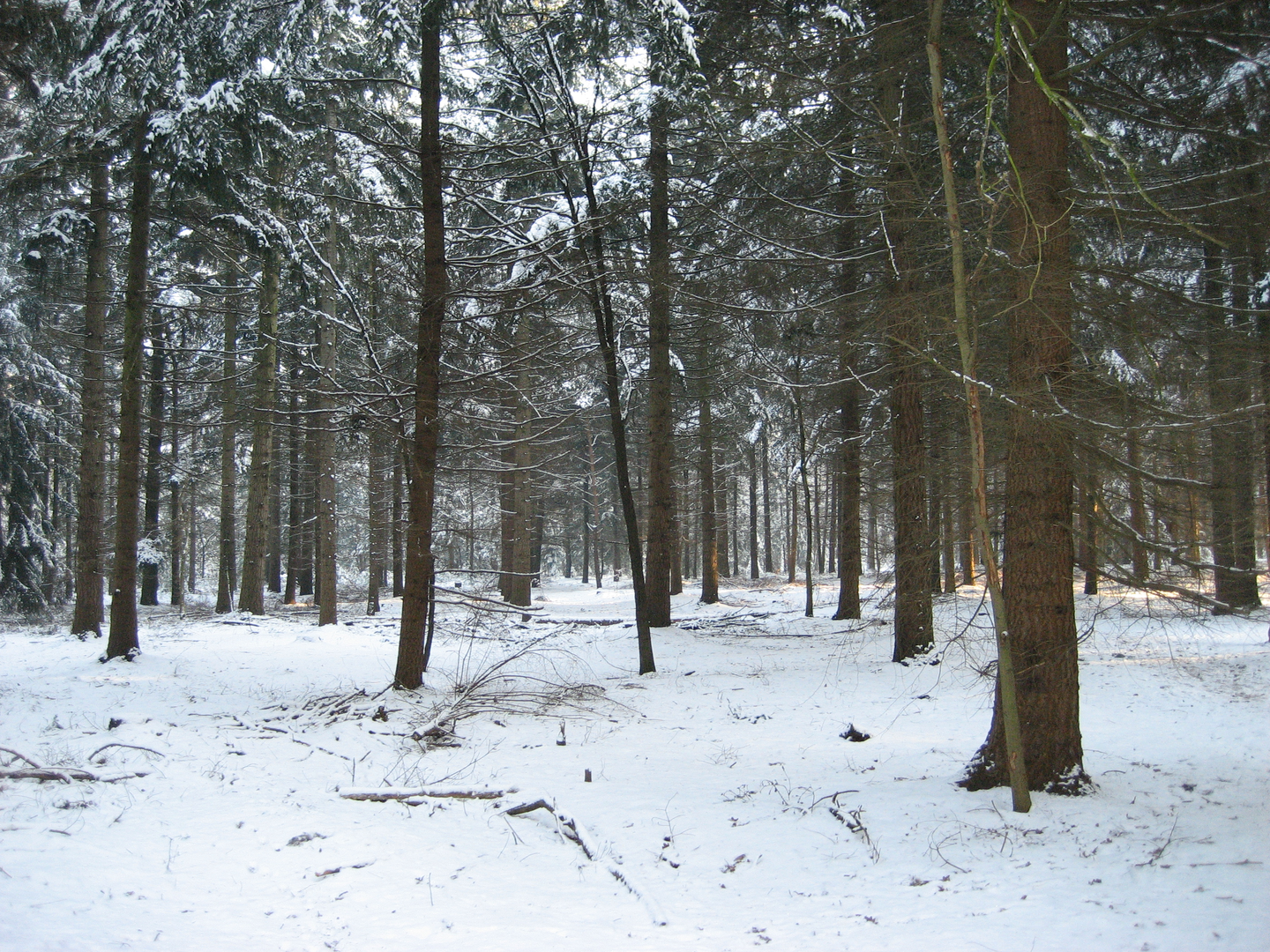 An image depicting the trail Gerwensedreef, Papenvoortsche Heide and Zandbergen Loop and its surrounding area.