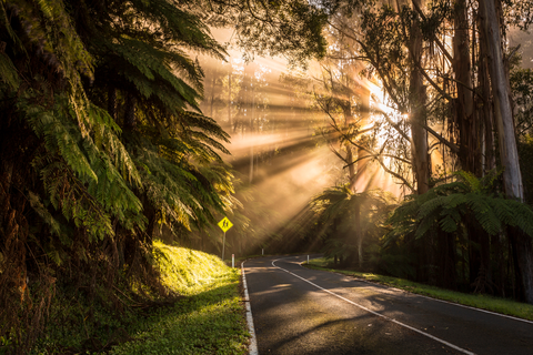 An image depicting the trail Mt Donna Buang Trail - Long and its surrounding area.