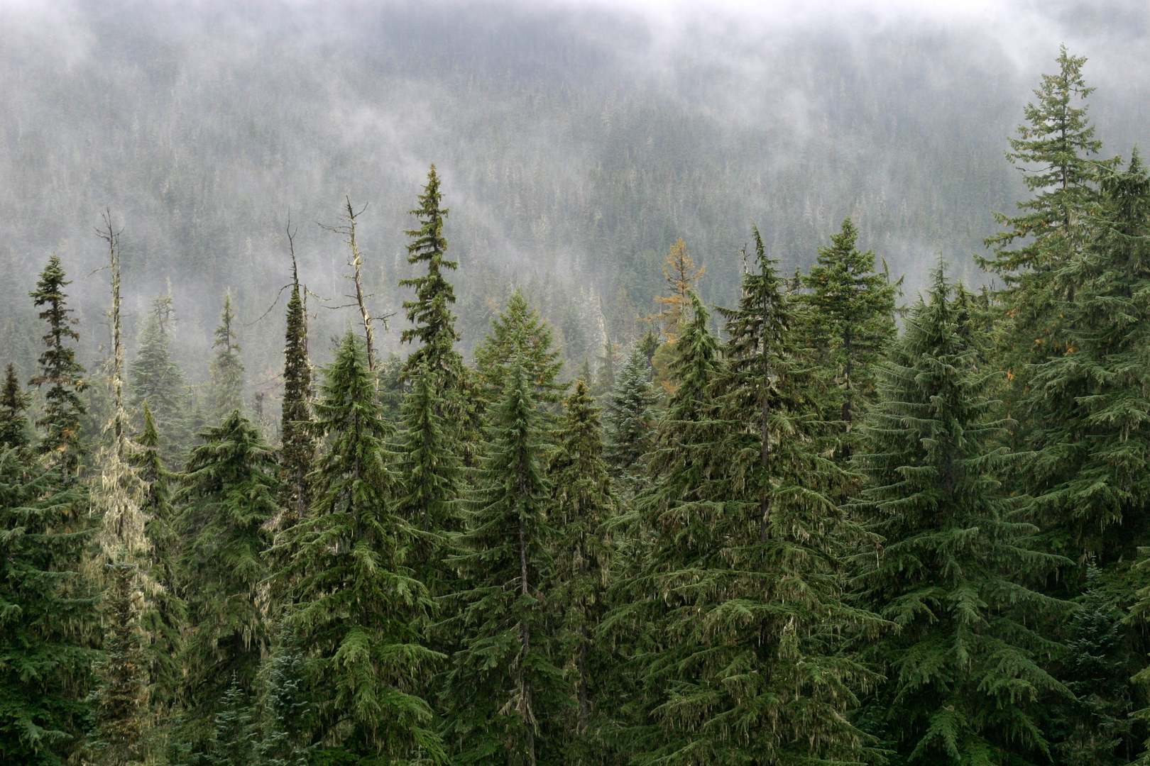 An image depicting the trail Diamond Peak Loop and its surrounding area.