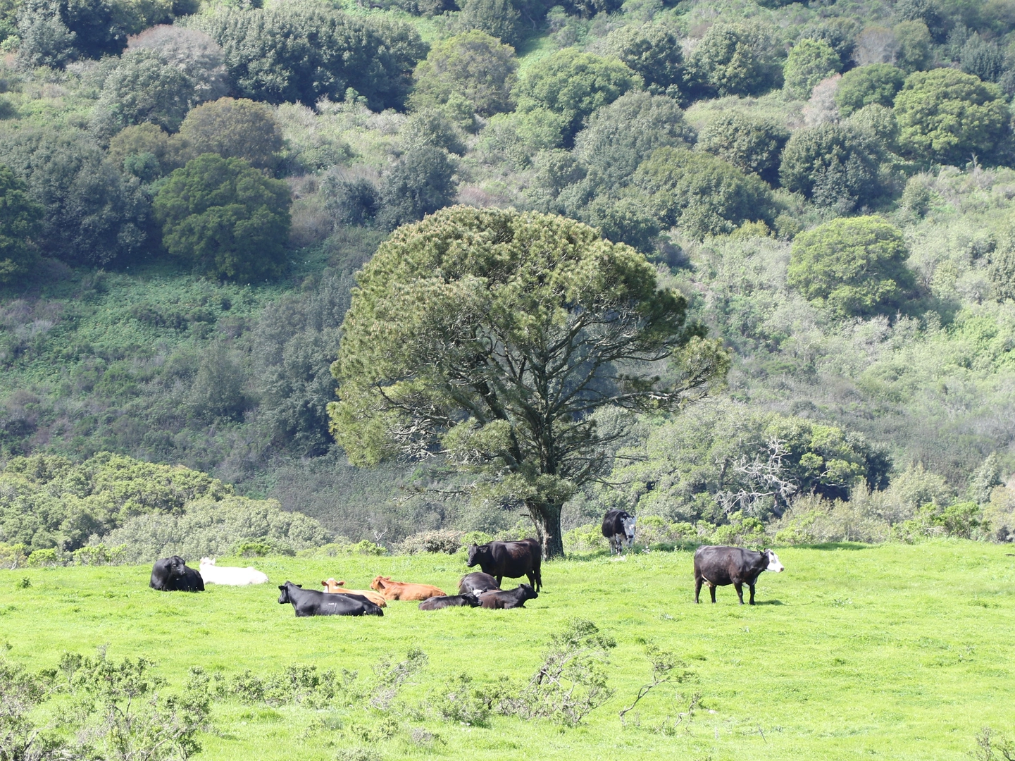 An image depicting the trail Conlon Trail and Wildcat Peak Loop Trail and its surrounding area.