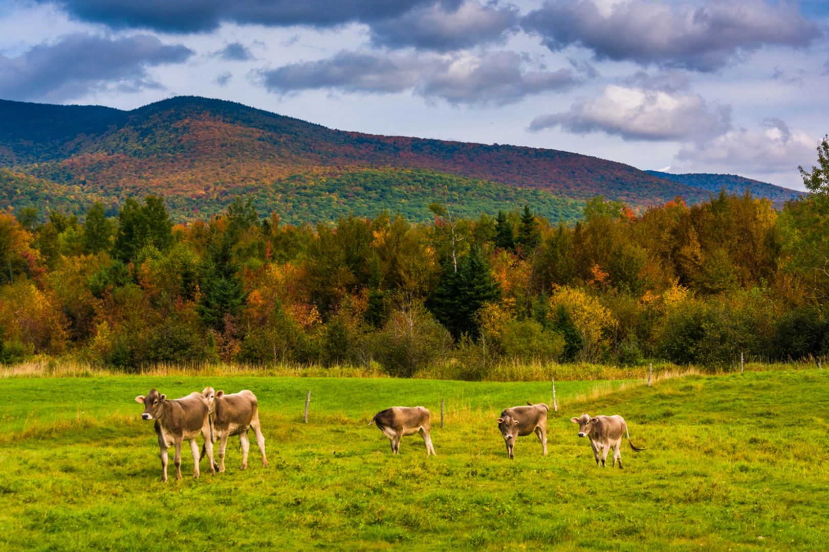An image depicting the trail Mount Waumbek and Mount Starr King via Starr King and Kilkenny Ridge Trail and its surrounding area.
