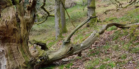 An image depicting the trail Dowsborough Fort from Holford and its surrounding area.