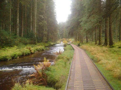 An image depicting the trail Hafren Forest Walk and its surrounding area.