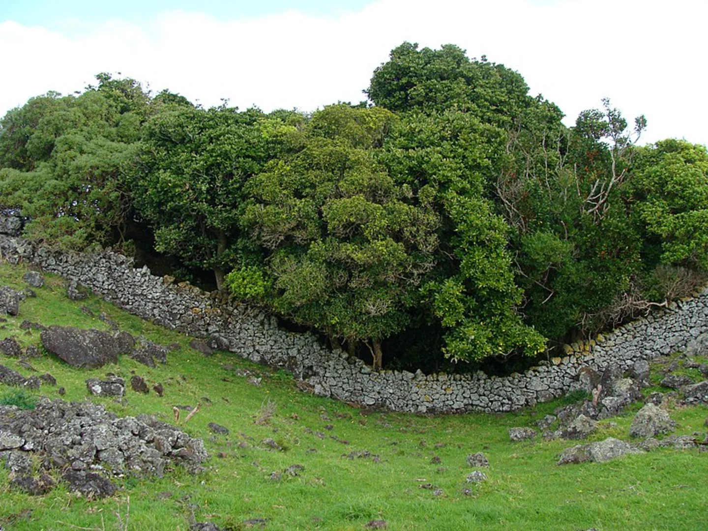 An image depicting the trail Otuataua Stonefields Historic Reserve Walk and its surrounding area.