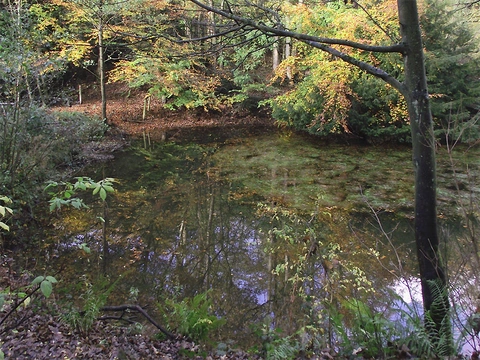 Baggeridge Wood Loop