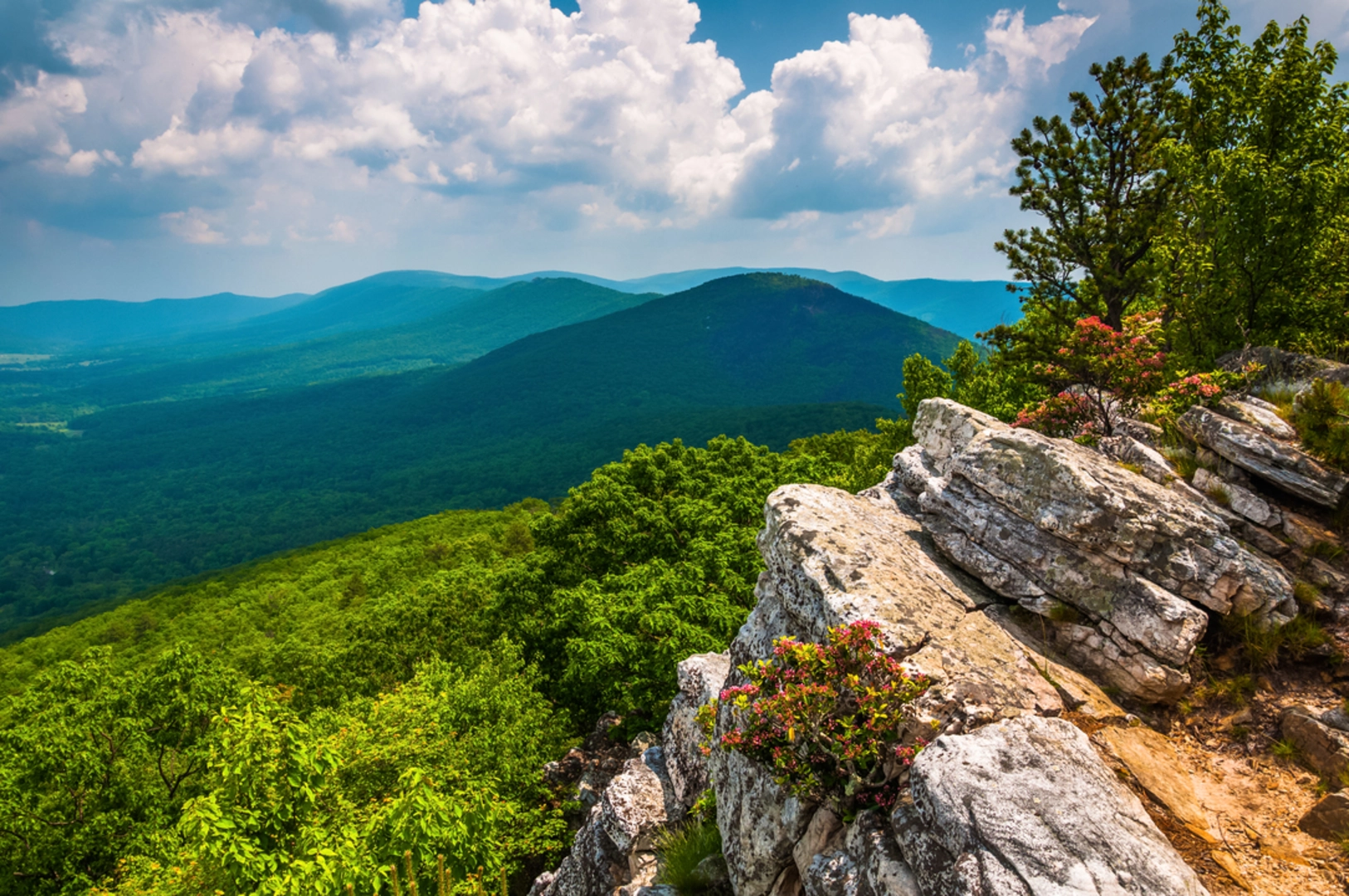 An image depicting the trail Tibbet Knob Trail and its surrounding area.