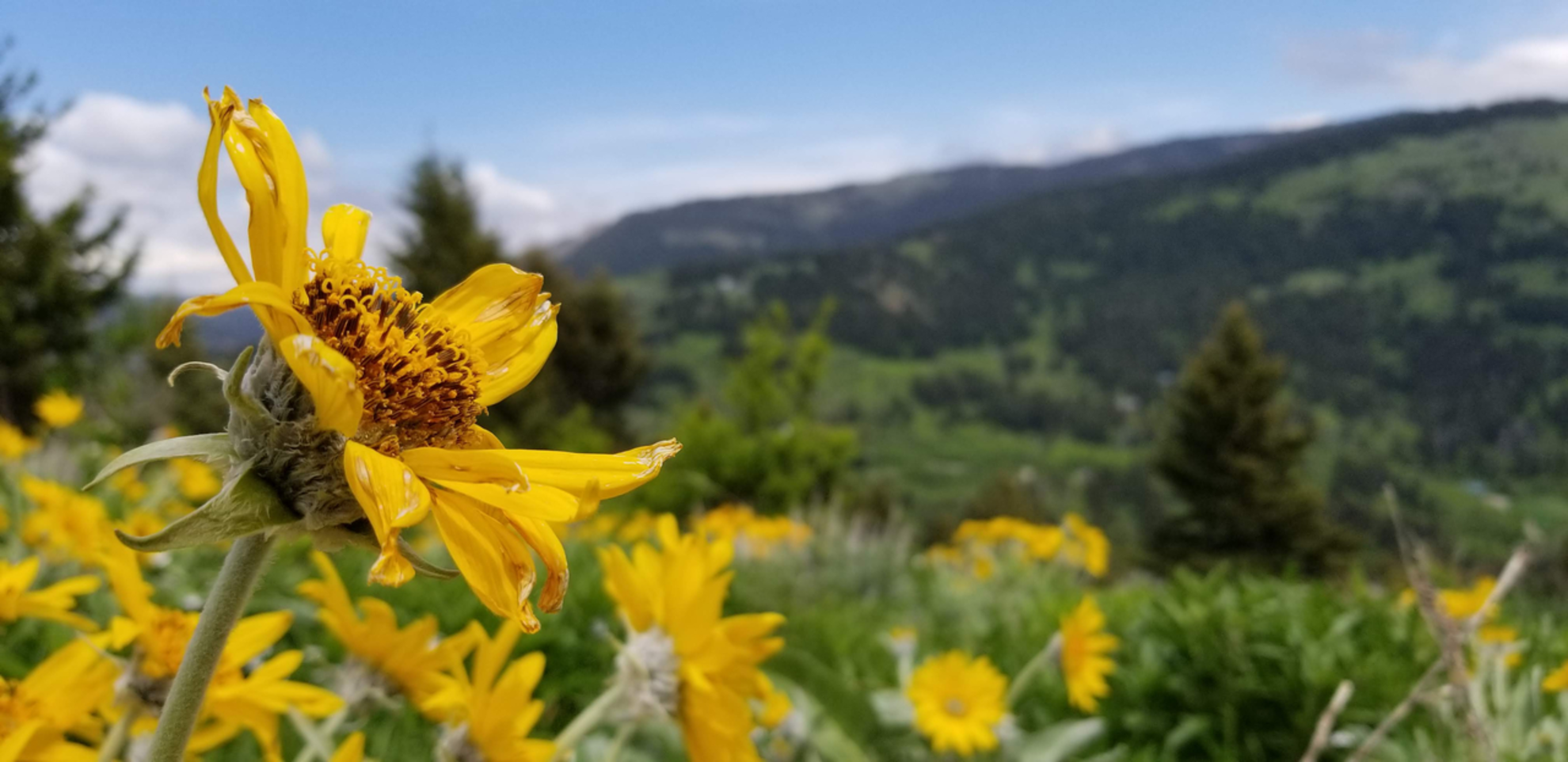 An image depicting the trail Wepler Trail and its surrounding area.