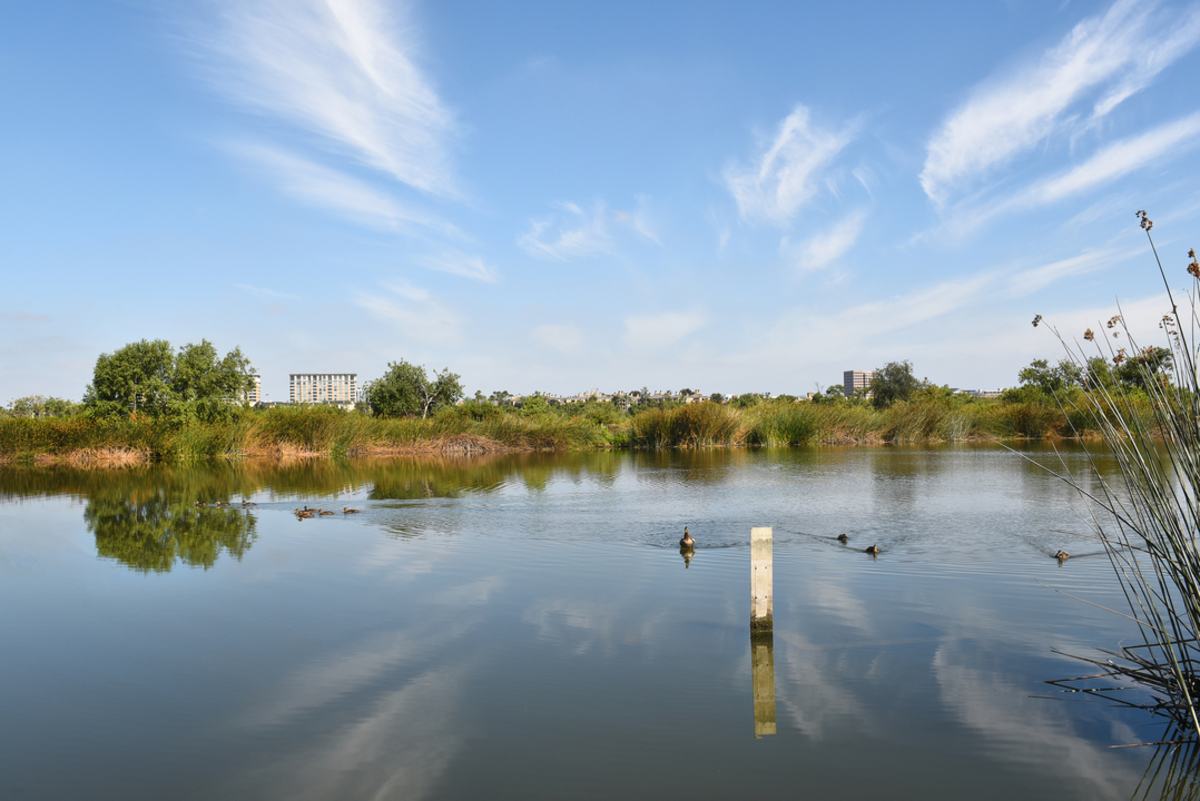 San Joaquin Marsh Reserve Loop