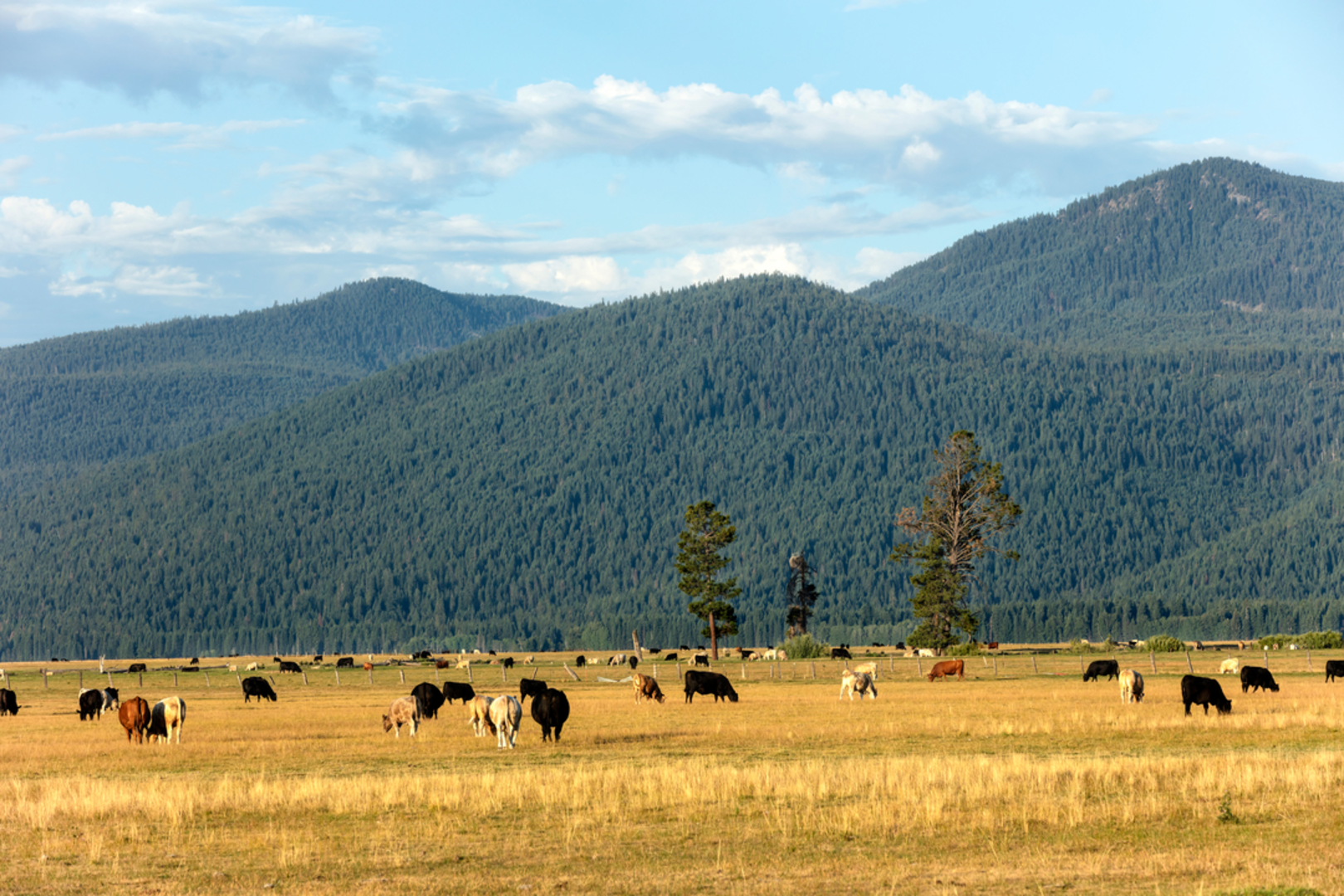 An image depicting the trail Wood River East Trail and its surrounding area.