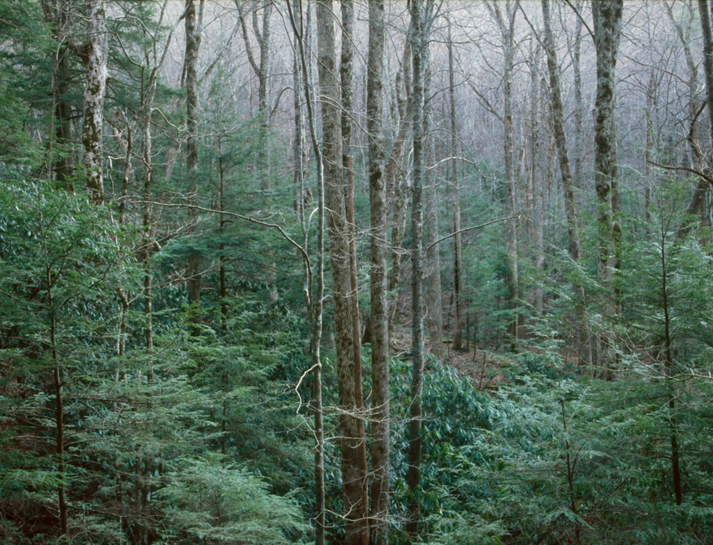 An image depicting the trail Anthony Creek Trail and its surrounding area.