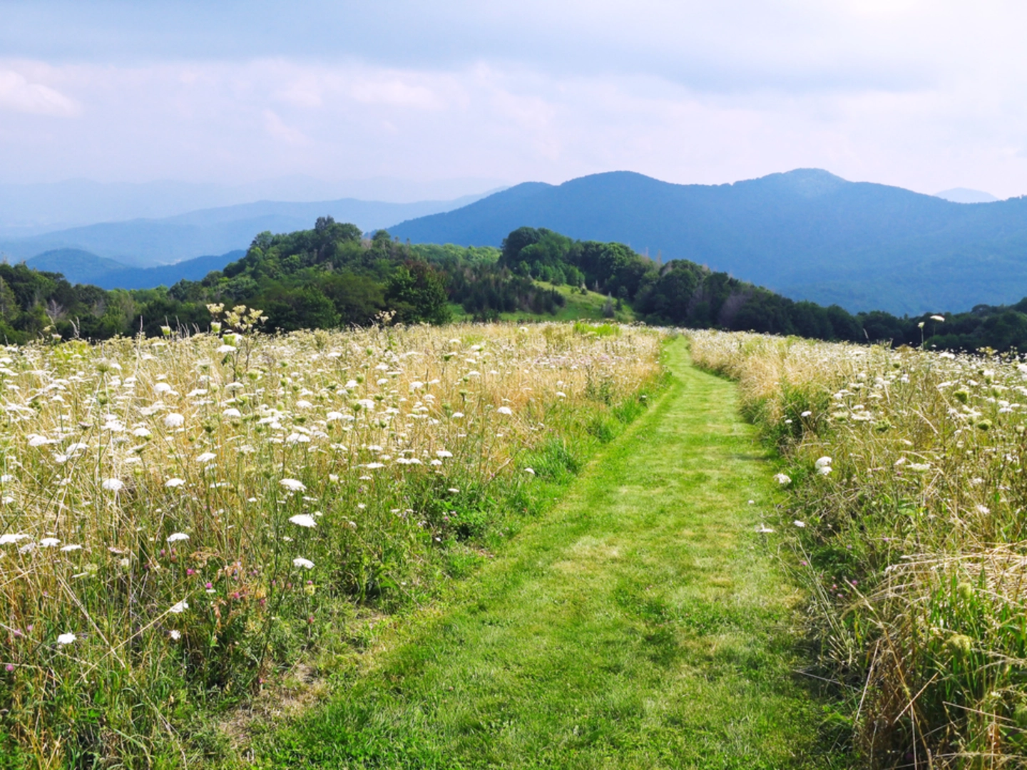 An image depicting the trail Cataloochee Divide Trail and its surrounding area.
