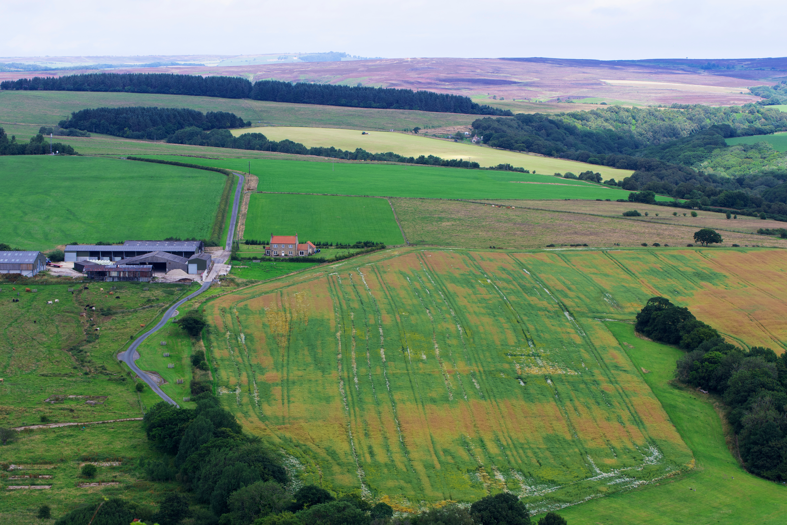 An image depicting the trail Broxa Forest Walk and its surrounding area.