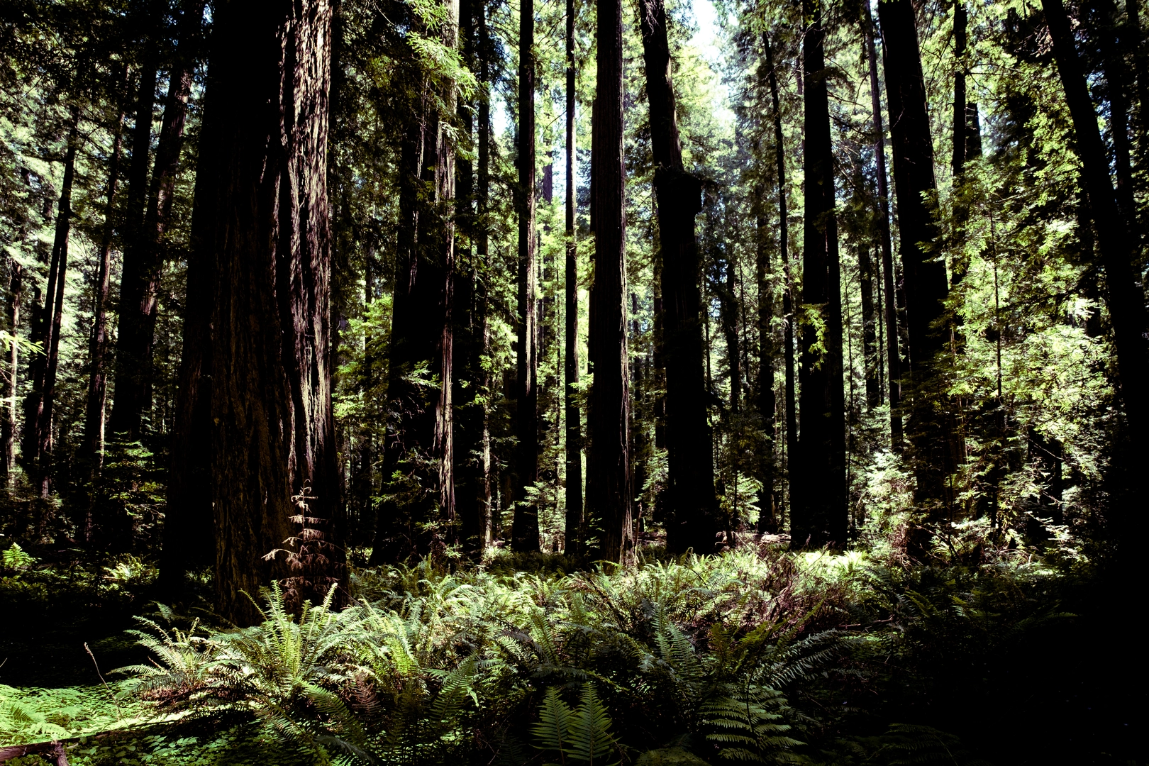 An image depicting the trail Bull Creek, South Johnson Camp and Grasshopper Road Loop Trail and its surrounding area.