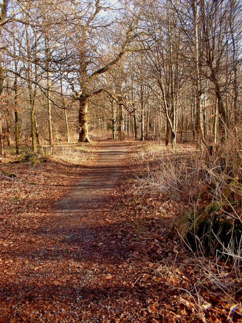 An image depicting the trail White Road Oak and Saddle Oak 1 Loop and its surrounding area.
