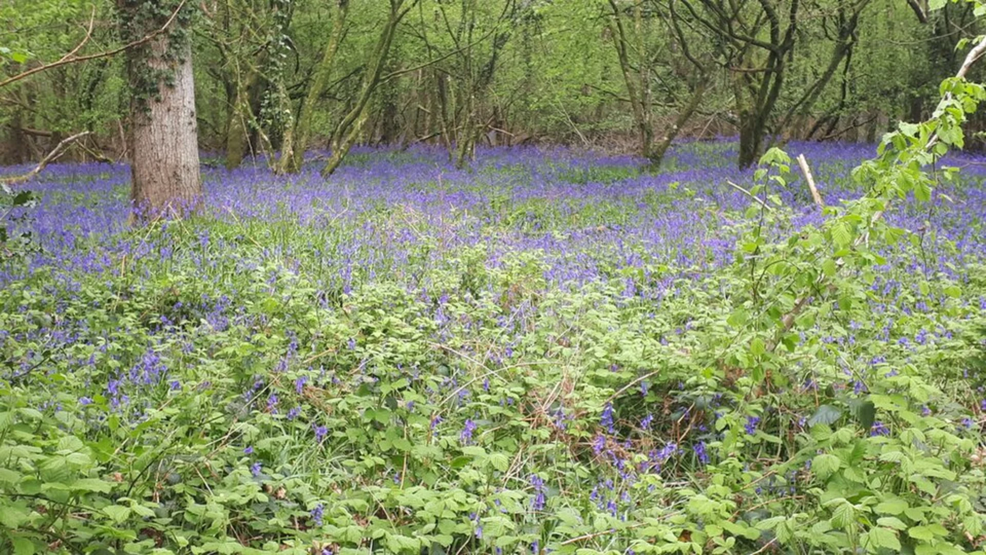 An image depicting the trail Gatmore Copse, Biddlesdown Row and Dean Hill Loop and its surrounding area.