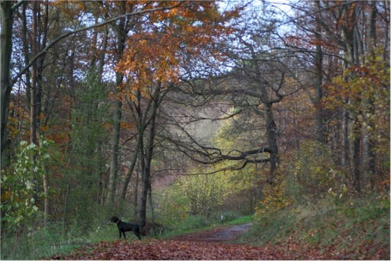 An image depicting the trail Wendover Woods Loop and its surrounding area.