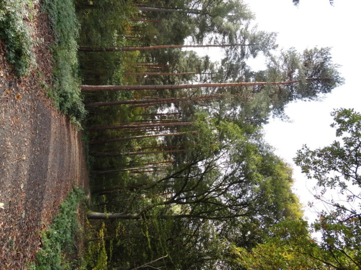 An image depicting the trail Thornley Woods Loop and its surrounding area.