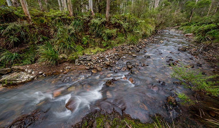 An image depicting the trail Nowendoc National Park and its surrounding area.