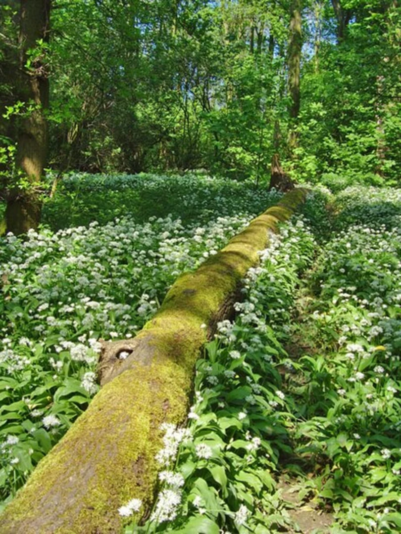 An image depicting the trail Quibell Park Loop and its surrounding area.