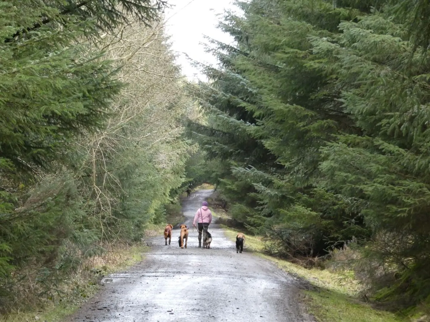 An image depicting the trail Slaley Forest Circular and its surrounding area.