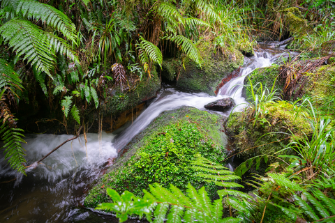 Wairēinga - Bridal Veil Falls