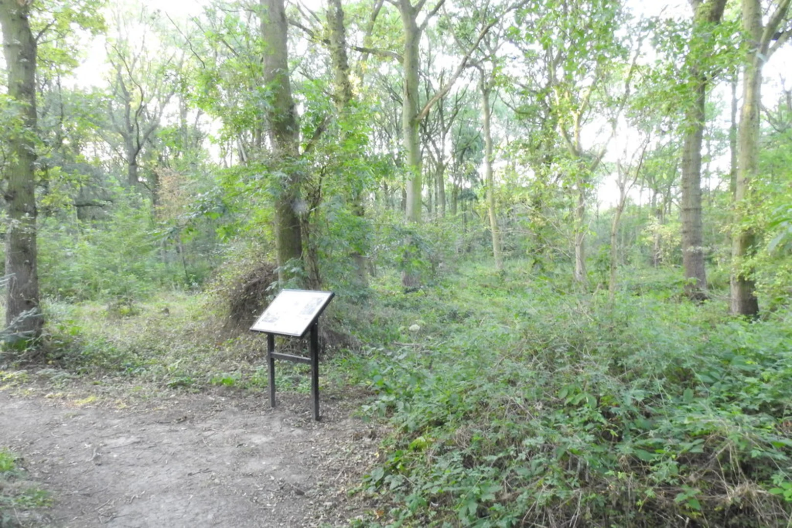 An image depicting the trail Twyford Wood Loop and its surrounding area.